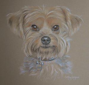 Alfie - yorkie