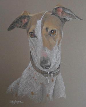 Molly - lurcher
