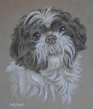 Oreo - Shih Tzu