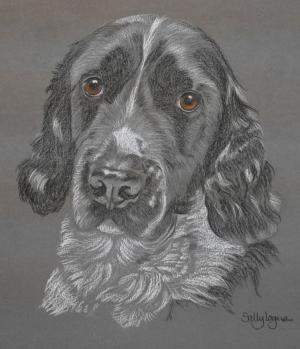 Eli - Springer Spaniel