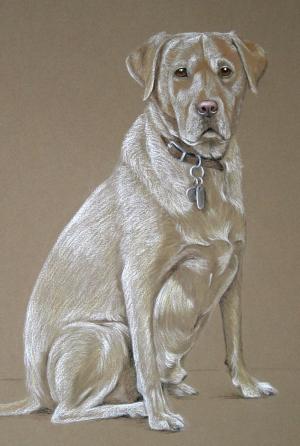 Barney - Yellow Lab