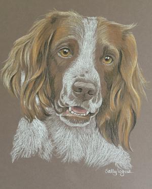 Meg - Springer Spaniel