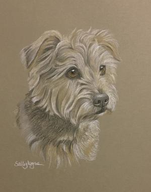 Eric - Yorkie x Jack Russell