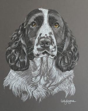Sky - Springer Spaniel Portrait