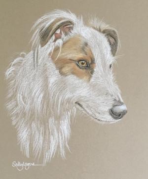 Charlie - Lurcher