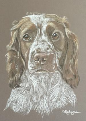 Meg - Springer Spaniel