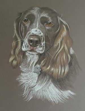 Mia - Springer Spaniel