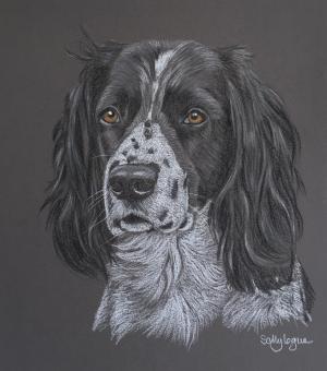 Saba - Springer Spaniel