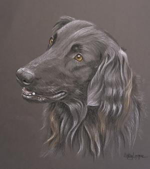 Kara - flatcoat retriever
