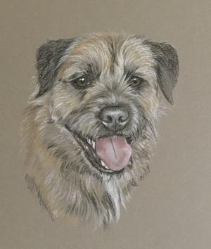 Rocky - Border Terrier