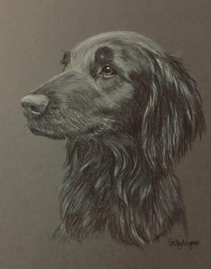 Constance -  flat coat retriever