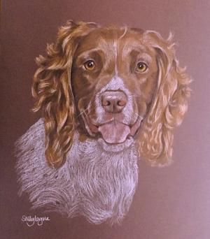 Lucy - Springer Spaniel