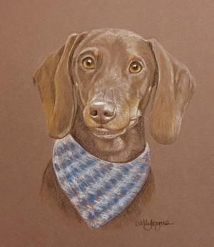 Tasso - Miniature Dachshund