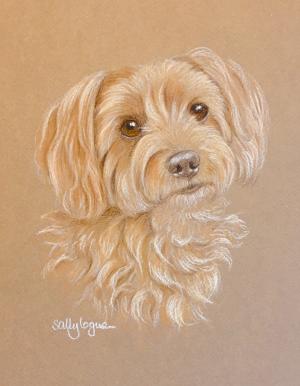 Daisy - Yorkshire Terrier