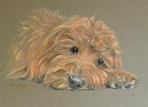  Ella - ginger cavapoo