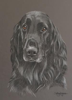 Maccabee - Flat Coat Retriever