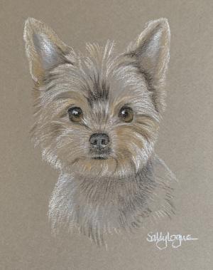 Coco - miniature yorkie