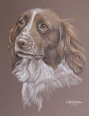 Lola - Springer Spaniel Portrait 