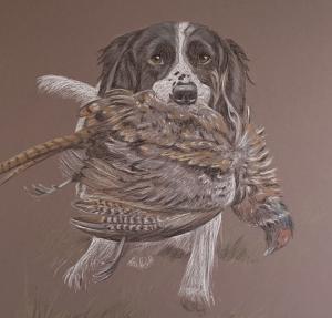 Chase - Portrait of Springer Spaniel with Pheasant
