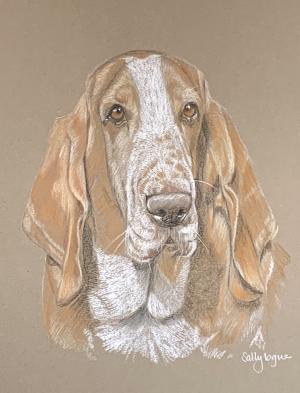 Harry - Basset Hound Portrait