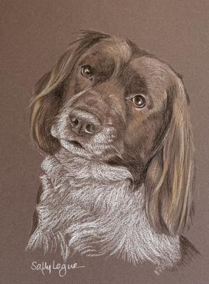 Springer Spaniel Portrait - Jasper