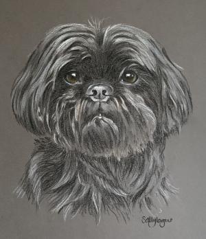 Bo - Shi Tzu Portrait