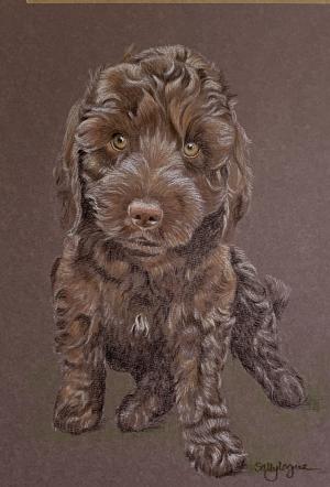 Archie - Chocolate Cockerpoo Portrait