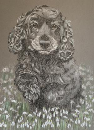 Jennie - Cocker Spaniel