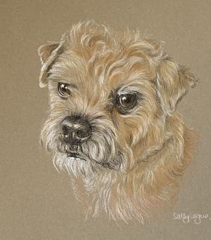 Seth - Border Terrier