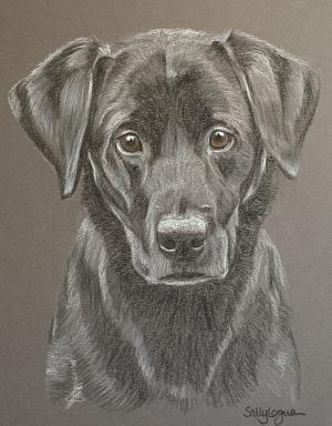 Pet Portraits by Sally Logue - Pet Portraits in Pastel