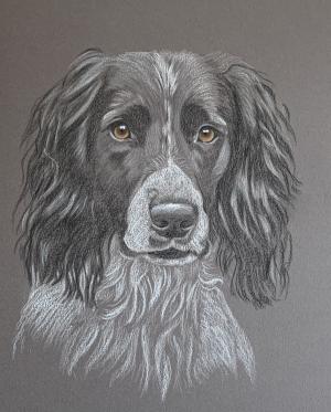 Reggie - Springer Spaniel
