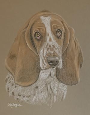 Winnie - Bassett Hound
