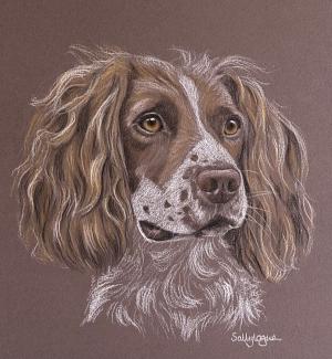 Bailey - Springer Spaniel