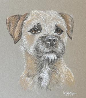 Clive - Border Terrier