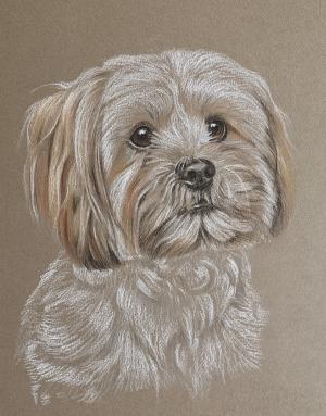Jerry - Shi Tzu x
