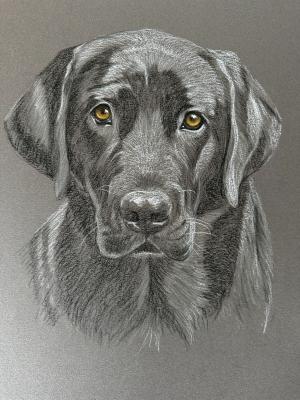 Stunning Black Lab Colored Pencil Drawings And Illustrations For Sale On  Framed Prints