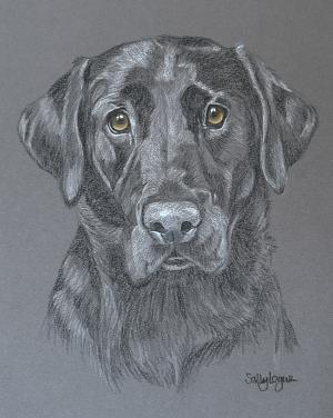 Pet Portraits by Sally Logue - Pet Portraits in Pastel