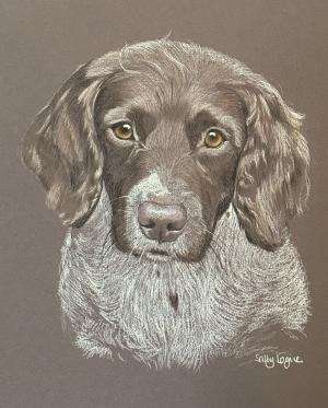 Ace - Springer Spaniel