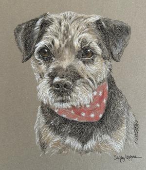 Border Terrier - Snoop D Dawg