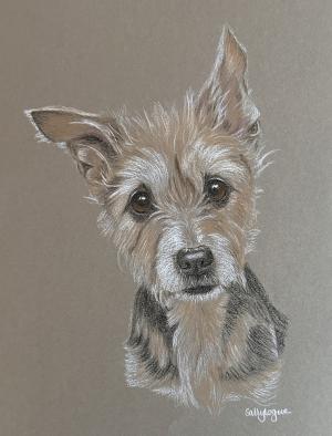 Pet Portraits by Sally Logue - Pet Portraits in Pastel