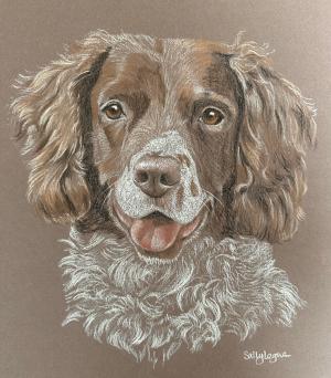 Flint- Springer Spaniel
