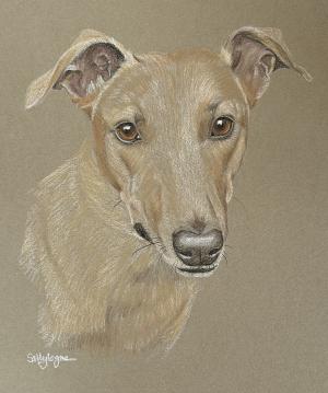 Finn - Lurcher