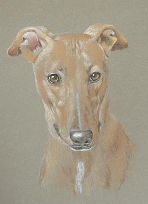 Agnes - Lurcher