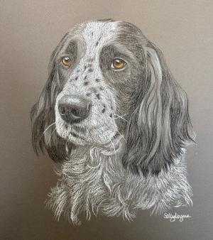 Purdey - Springer Spaniel