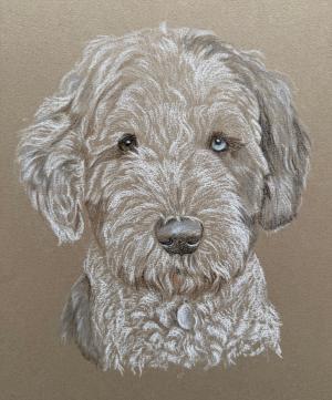 Bruce - Old English Sheepdog