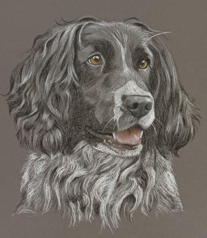 Poppy - Springer Spaniel