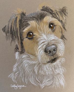 Patch - Jack Russell